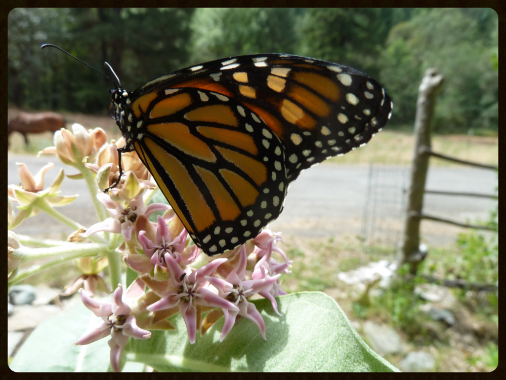 Monarch butterfly