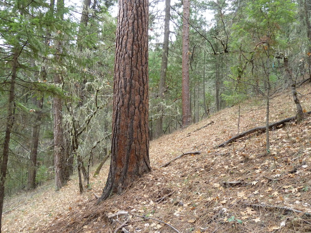 Unit 33-20 was canceled from the Nedsbar Timber Sale following input from ANN and the the Siskiyou Crest Blog. The unit is located on the high divide between Yale Creek and the Little Applegate River.