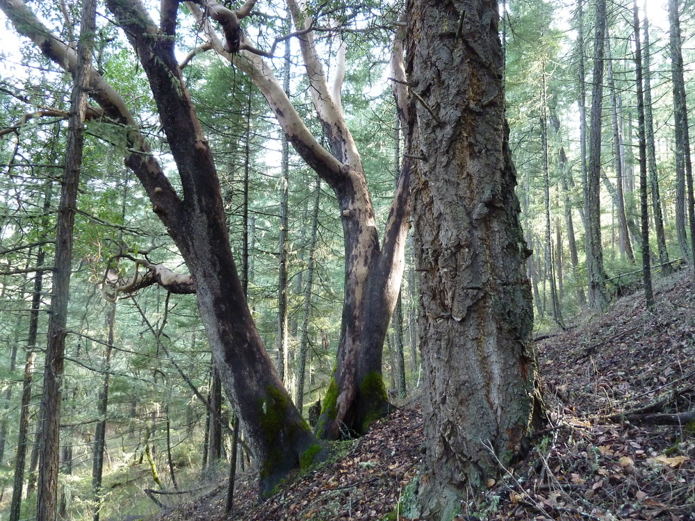 Forest on the western face of Boaz Mountain in unit 33-30 of the Nedsbar Timber Sale.