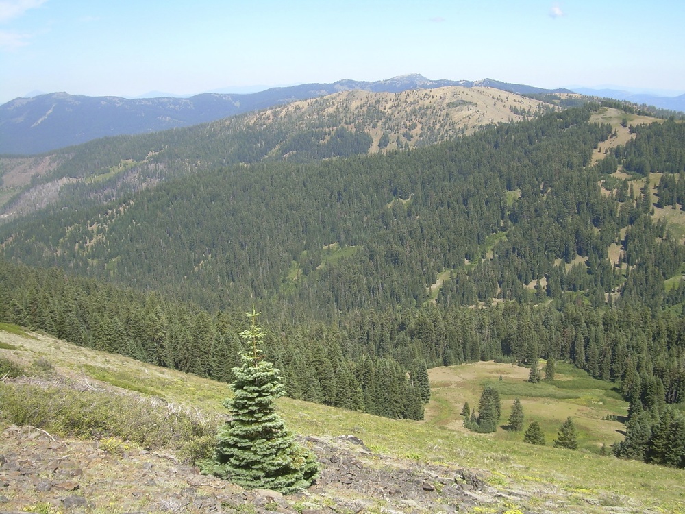 The Siskiyou Crest is: Where the Wild Things Are. Let's keep it that way!