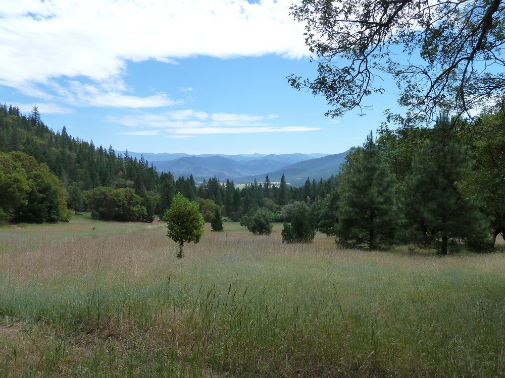 ANN worked to successfully secure a motorized vehicle closure in these large meadows on China Gulch near Ruch, Oregon. The meadows was being badly damaged by uunauthorized OHV use.