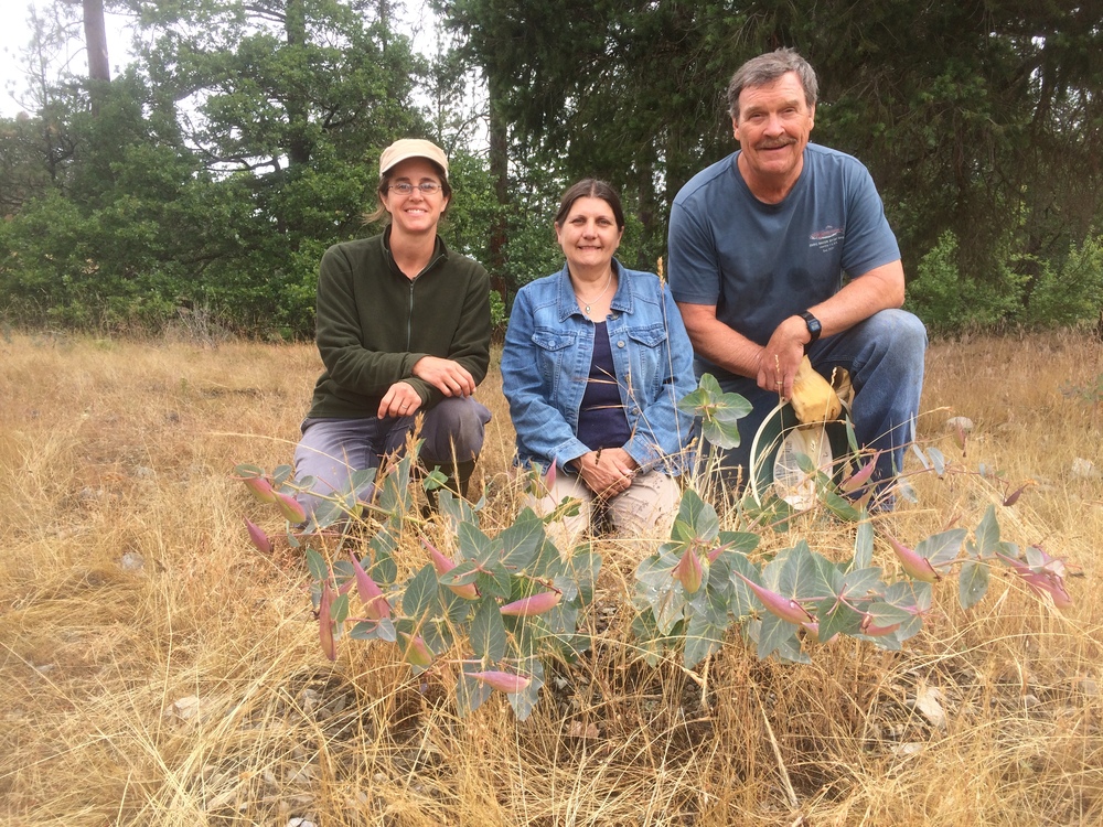 Southern Oregon Monarch Advocates (SOMA) volunteers Suzie Savoie, Linda Kappen and Tom Landis, with a heartleaf milkweed plant going to seed on site.