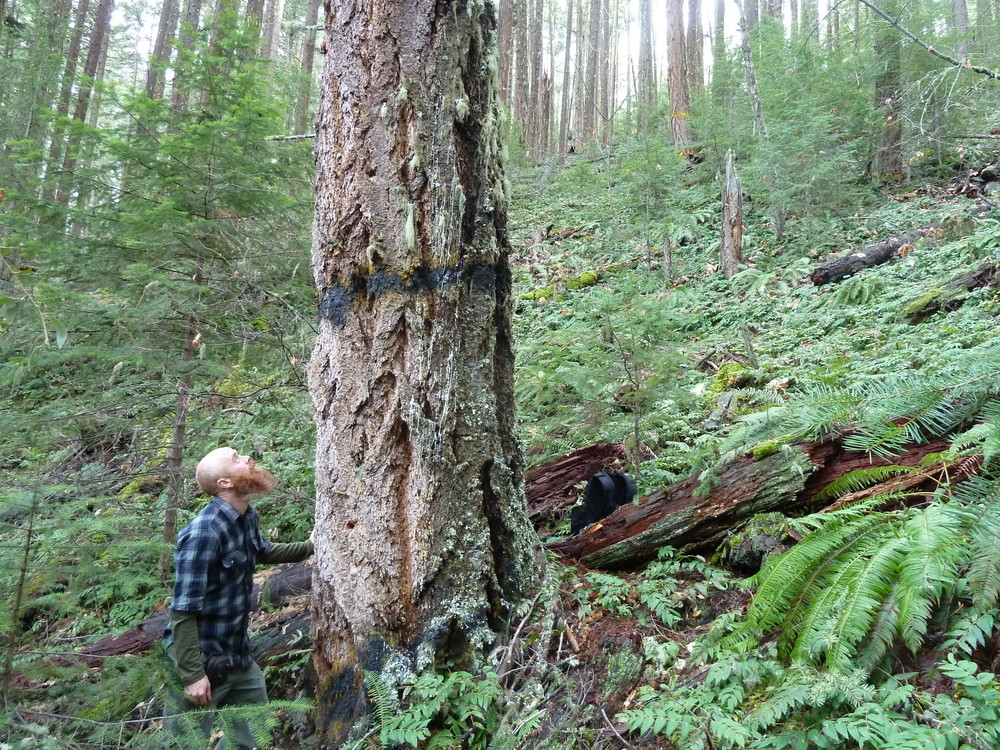 A large, old tree marked for removal in unit 35-32 at the headwaters of Grouse Creek. This lush old forest would be logged to 40% canopy cover in Alternative 4. 