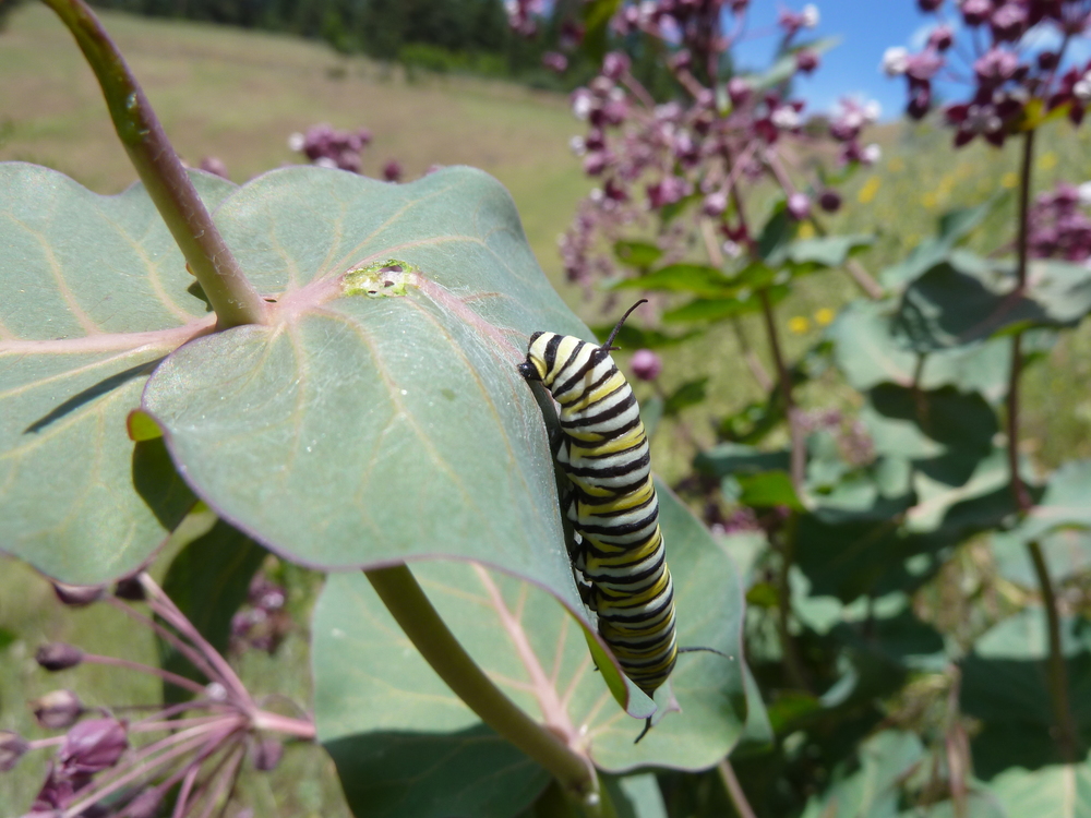 A monarch butterfly caterpillar munching on heartleaf milkweed near Anderson Butte in the Little Applegate watershed.