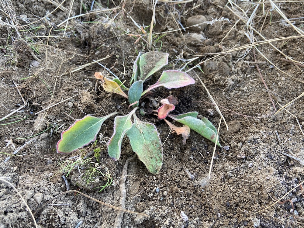 Eriogonum elatum var. villosum