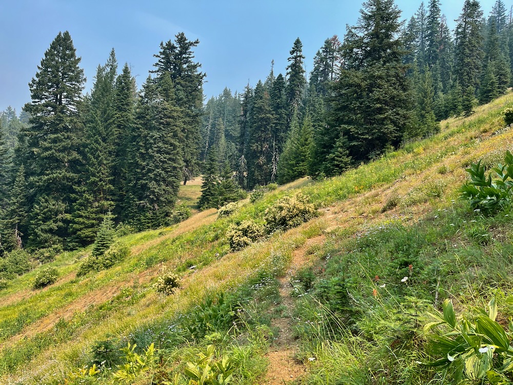 Free Images : dusk, autumn, fog, taiga, tree, natural environment,  woodland, tropical and subtropical coniferous forests, spruce fir forest, old  growth forest, Northern hardwood forest, biome, atmospheric phenomenon,  woody plant, nature reserve